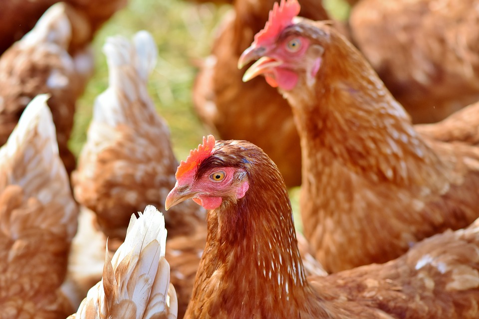 Bird Flu Restrictions Lifted By Food Safety Authority