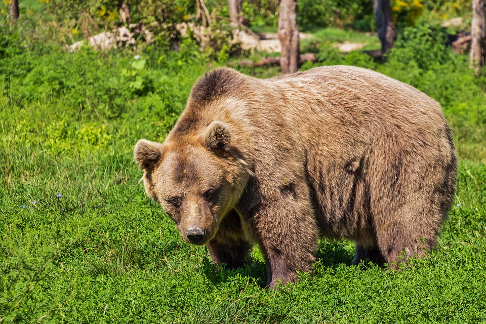 https://www.youtube.com/watch?v=VB0QeoheSgAWild Bear Wanders 300 km In Hungary