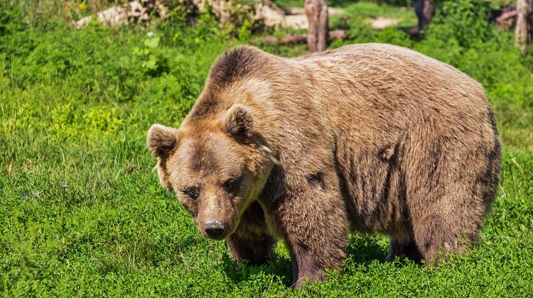 https://www.youtube.com/watch?v=VB0QeoheSgAWild Bear Wanders 300 km In Hungary