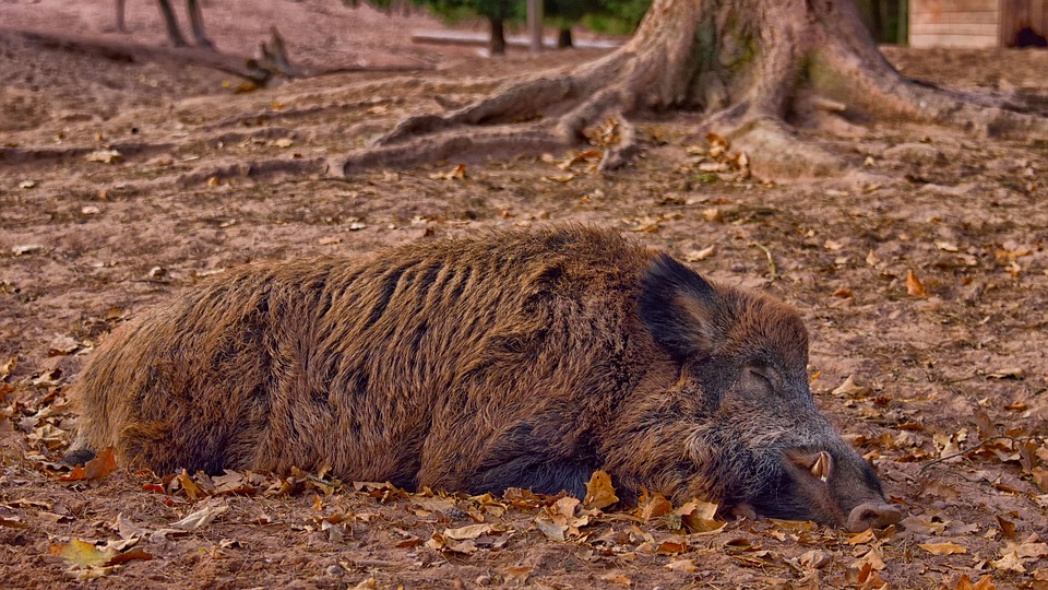 Chief Vet: 100's Of Wild Boars Killed By African Flu Found Near Budapest