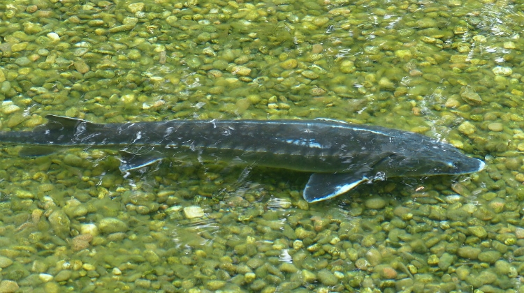 Giving Back To Nature: Restocking The Danube With Sturgeon