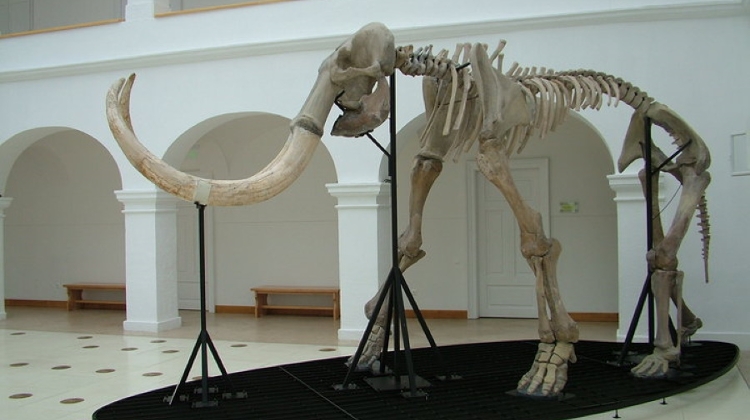 3 Top Places In Hungary Featuring Fascinating Prehistoric Fossils