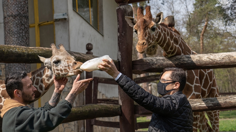 Debrecen Zoo & Amusement Park Welcomes New Residents On Earth Day In Hungary