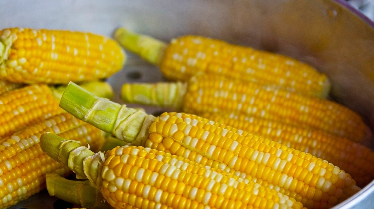 Ministry Withdraws Ukrainian Corn from Hungarian Market