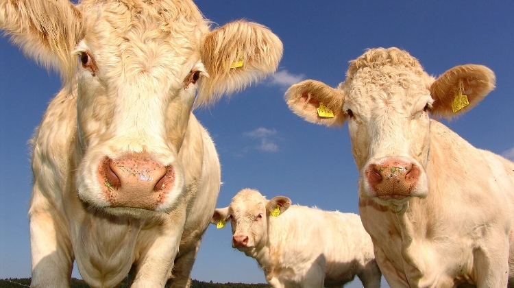 Hungary Food Safety Authority Orders Control Over Imported Cattle