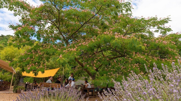 Top 5 Arboretums in Hungary for Nature Walks Top 5 Arboretums in Hungary for Nature Walks