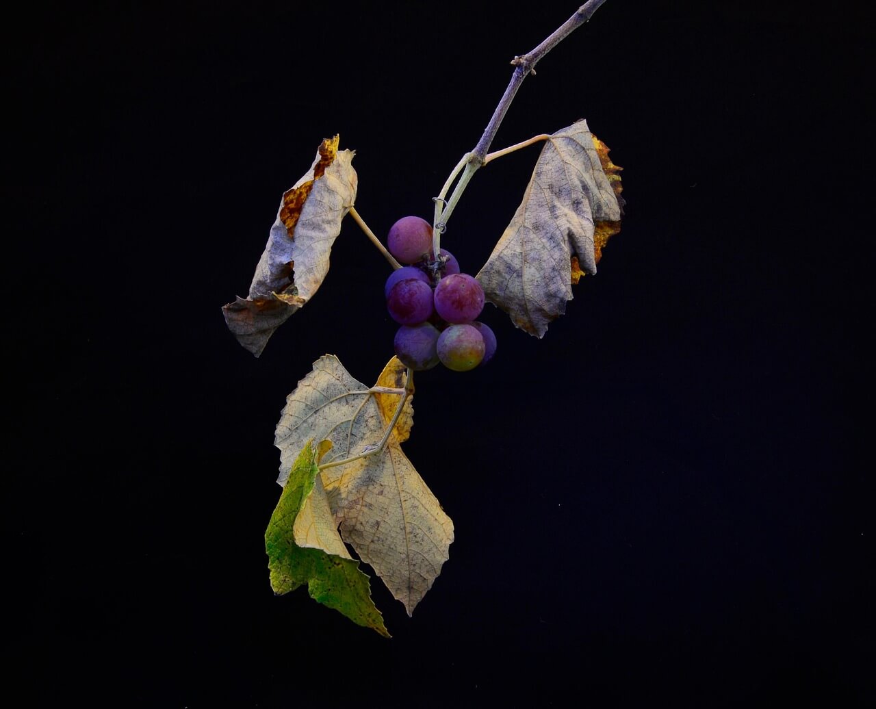 Grapevine FD Identified in Two More Counties in Hungary