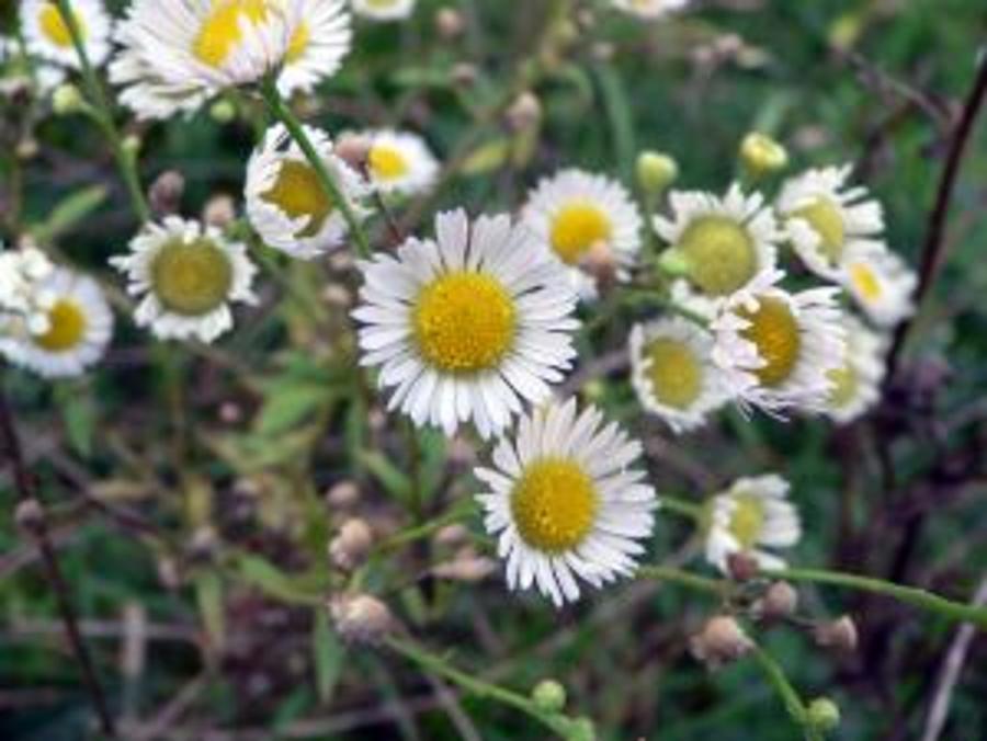 Hungarian Wild Camomile Flower Granted EU Protection
