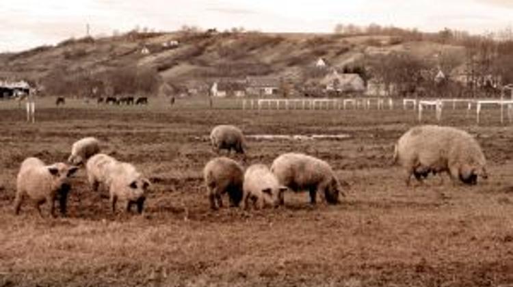 Hungarian Cabinet Considers Pig Farming Strategy
