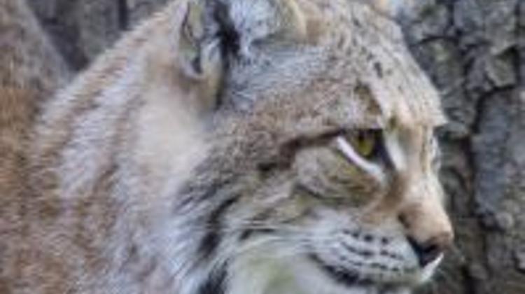 Rare Lynx Spotted In Zemplén Hills In Hungary