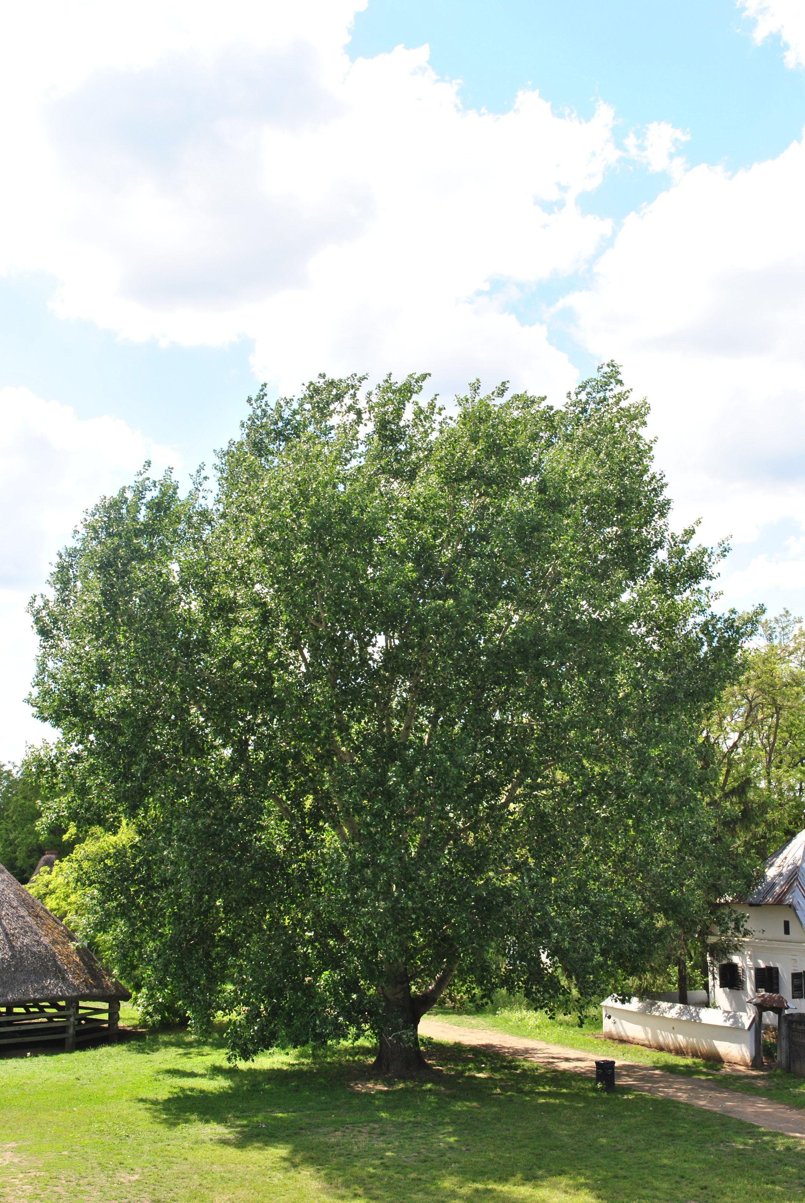 Vote For The Most Lovable Tree In Hungary In 