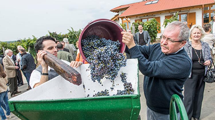 Event Report: Annual Diplomats’ Grape Harvest In Demjén, Hungary
