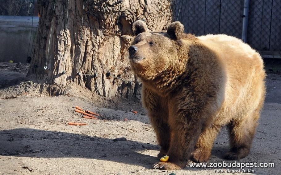 Brown Bears Of Budapest Zoo Forecast A Short Winter
