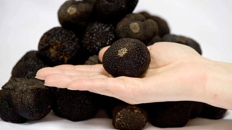 Truffle Week At Costes Restaurant In Budapest, 26 February - 2 March