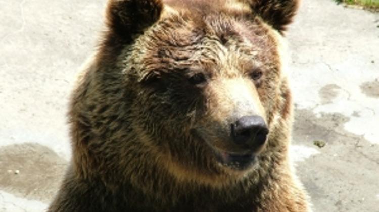 Warning In Hungary: Do Not Have Sudden Movements Around Bears