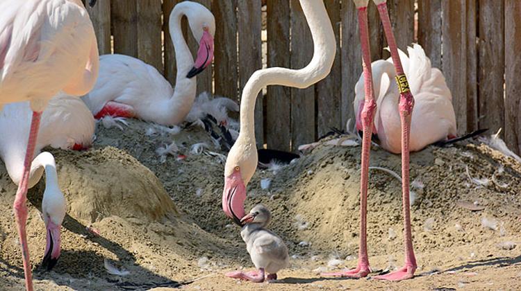 Baby Flamingos Were Born In The Holnemvolt Park Of The Budapest Zoo