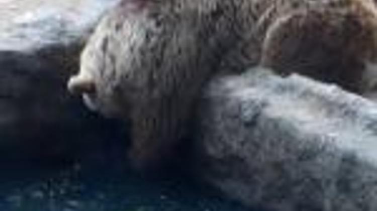 Budapest Zoo's World Famous Bear