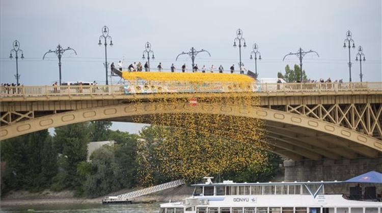 First Charity Duck Race Takes Place In Budapest