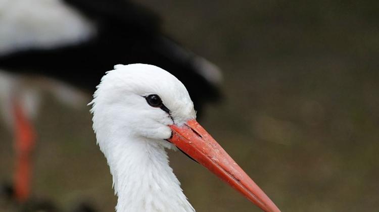 More And More White Storks Wintering In Hungary