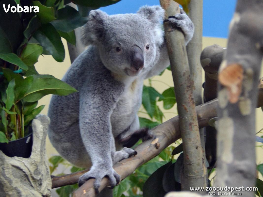 Now On Show: First-Ever Koalas At Budapest Zoo