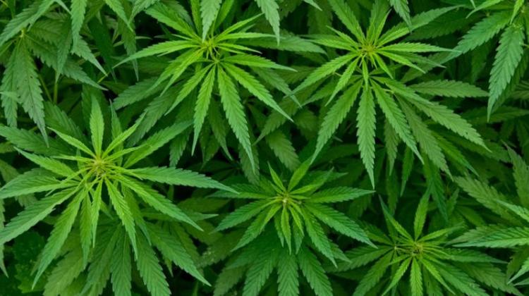 Hungarian Scientists Prove Devastating Effect Cannabis Use Has On The Brain
