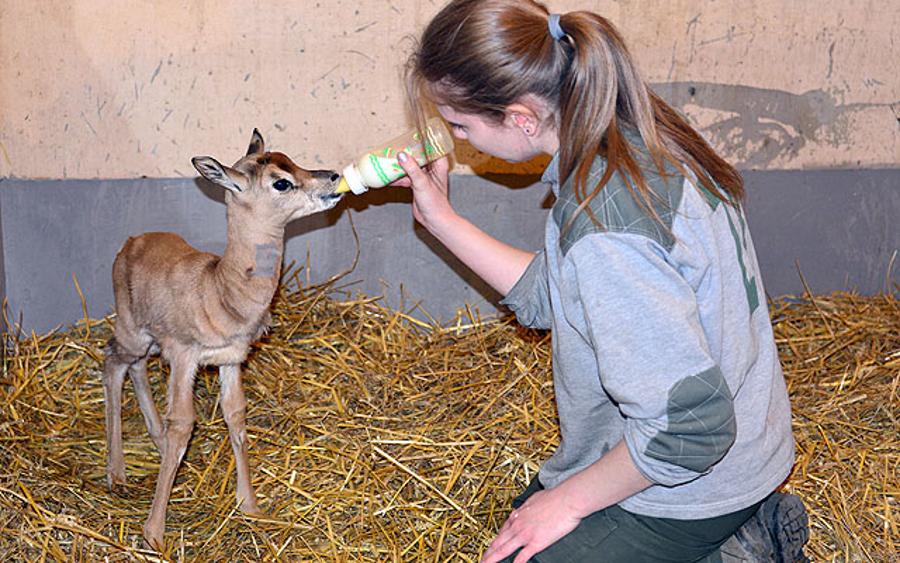 Rare Gazelle In Budapest Zoo