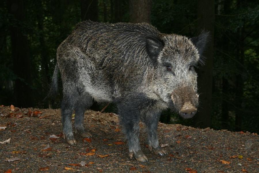 Wild Boar Adapt To Urban Living In Hungary