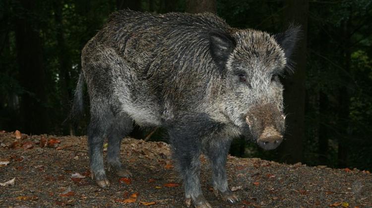 Wild Boar Adapt To Urban Living In Hungary