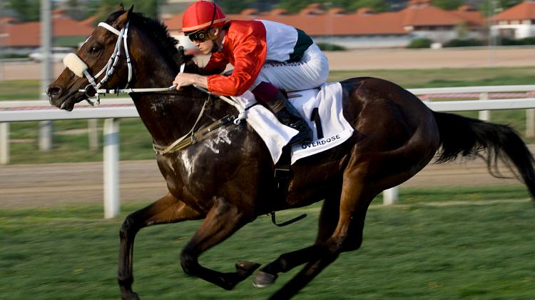 Hungarian Trained World-Class Racehorse Overdose Dies