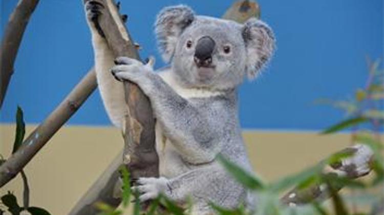 An Ordinary Day For Koalas In Budapest Zoo