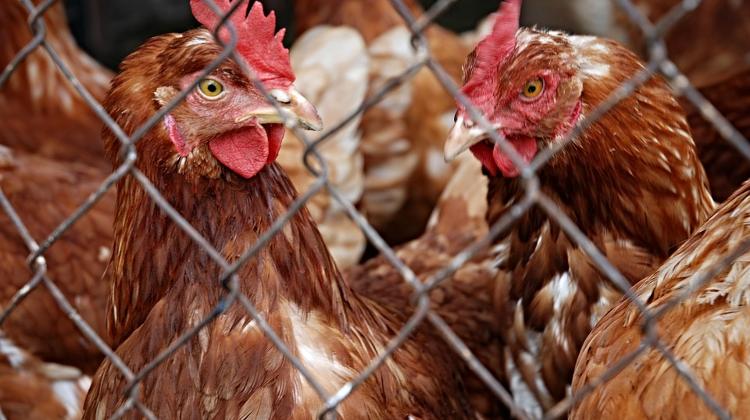 Taiwan Also Bans Hungarian Poultry