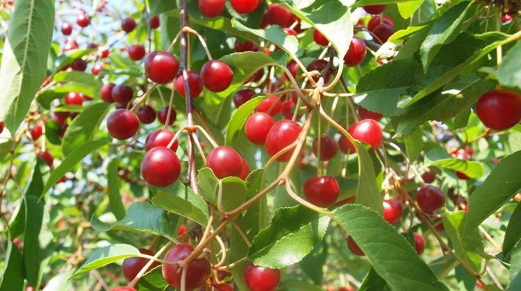 Super Sour Cherry Introduced