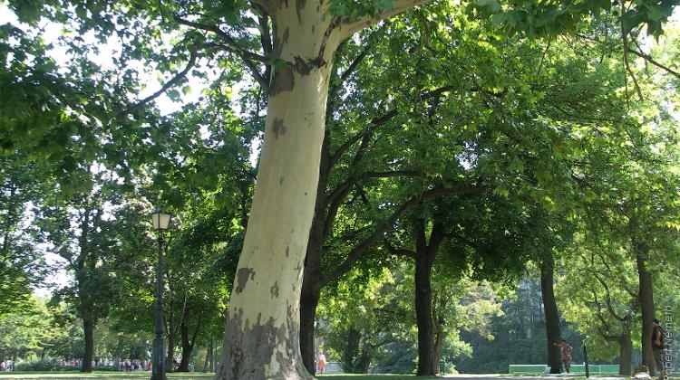 Budapest City Park Activists Fight For Trees
