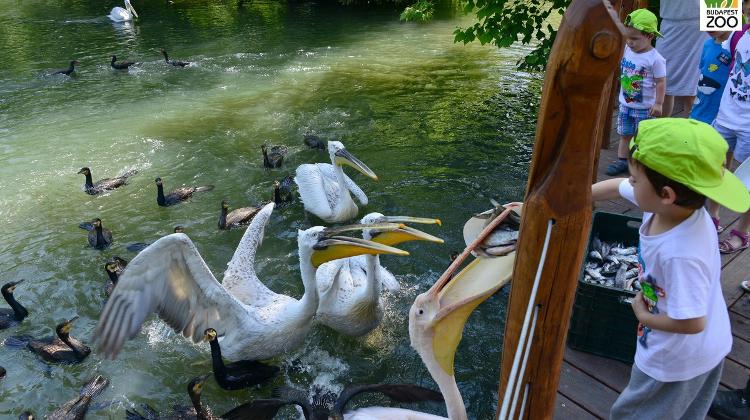 'Pelican Interaction', Budapest Zoo, 10.30am Daily