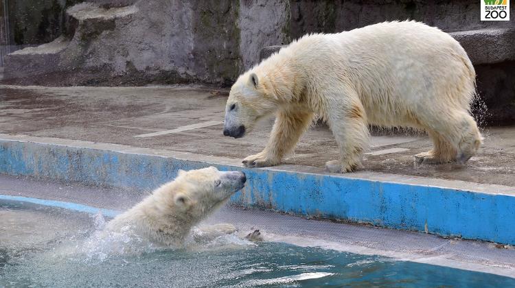 Video: Ice Cubes Keep Polar Bears Cool In Sizzling Hungary