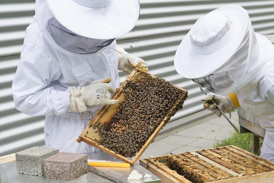 Beekeepers To Receive Support