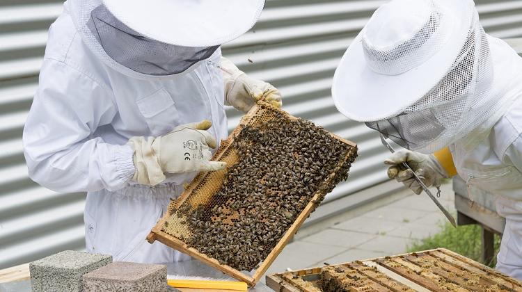 Beekeepers To Receive Support