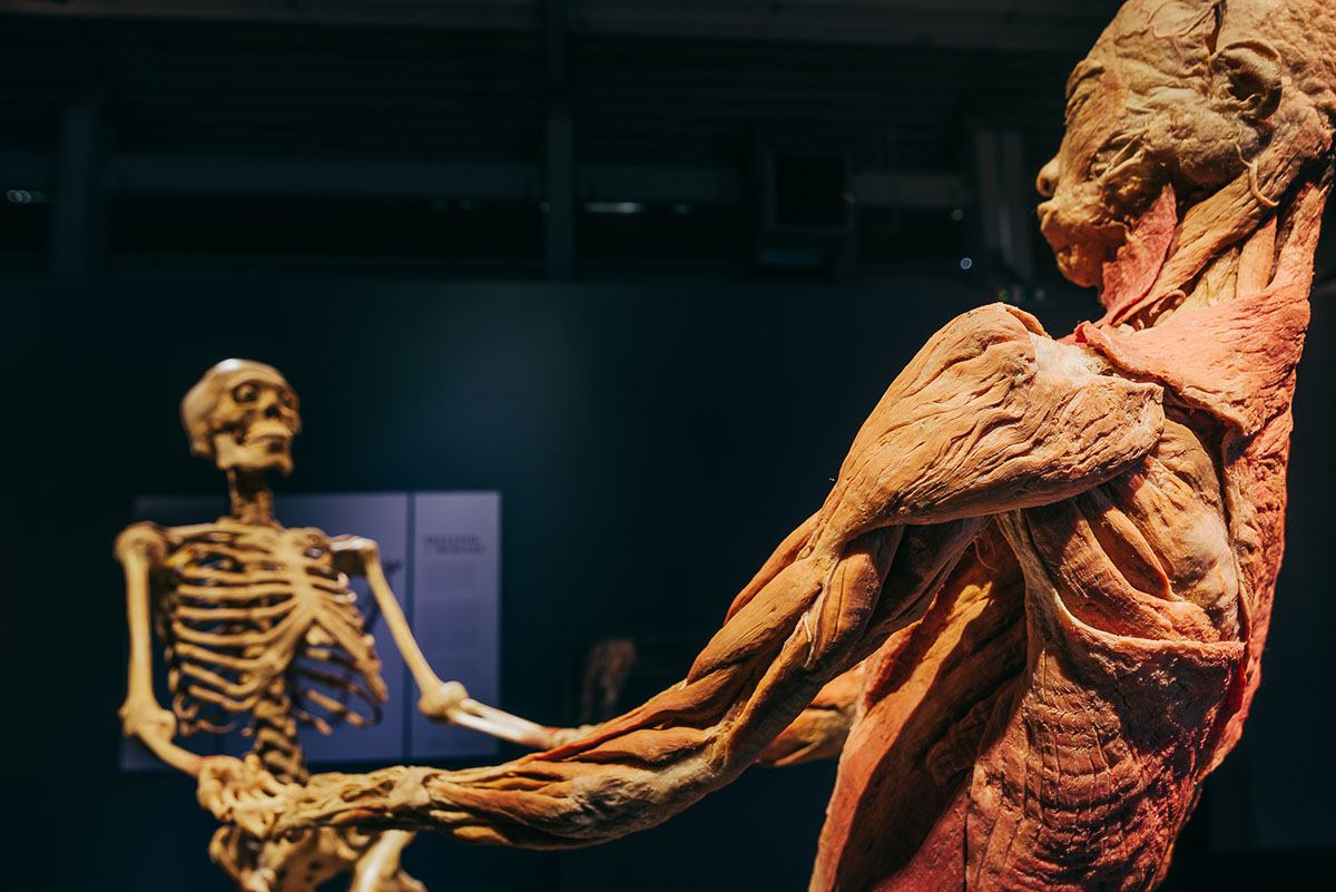 Xpat Review: The Body Exhibit In Budapest