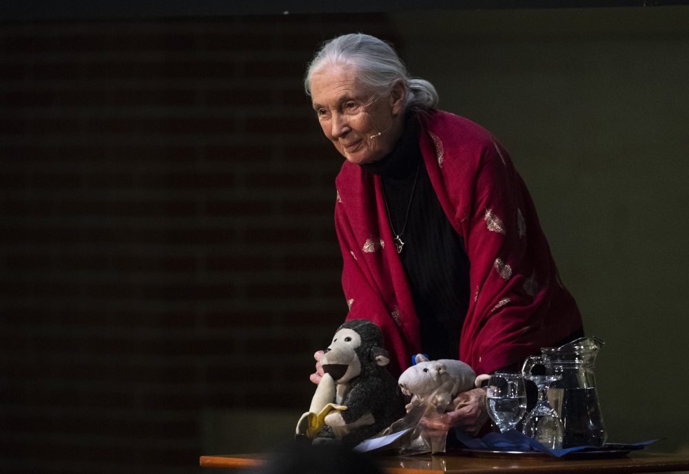 Video: 'Chimpanzee Mama' Dr. Jane Goodall Speaks In Budapest