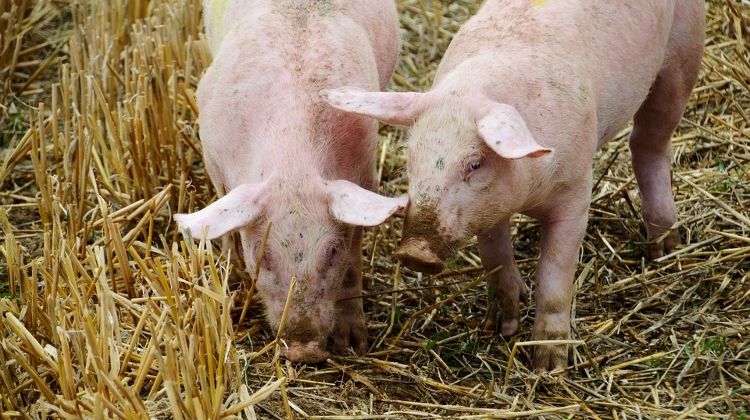 African Swine Fever Reported In 50 Villages In NE Hungary