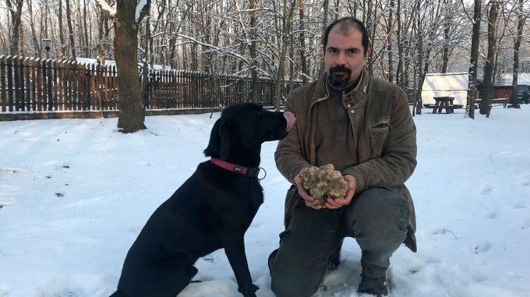 Record-Size White Truffle Found In S Hungary