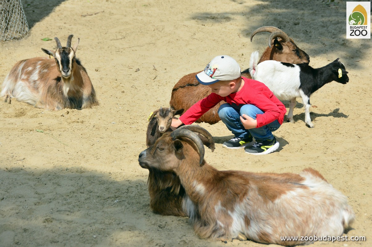 Budapest Zoo Opens New 'Wonderland Park'