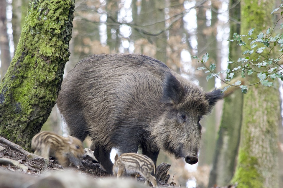 Video: Thousands Of Wild Boars Have Contracted Swine Flu In Hungary