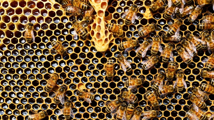 Hungary To Boost Support For Beekeepers By 25%