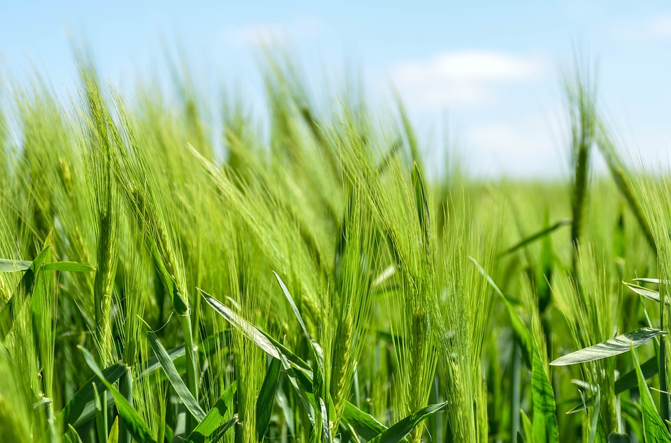 2019 Crop Quality Deemed Average In Hungary