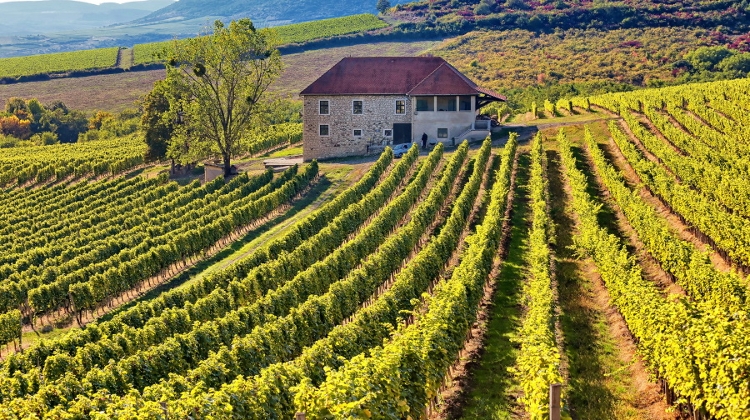 Globetrotting Wine Writers Tackle Hungary: Unsung Hero In Old World Of Wine