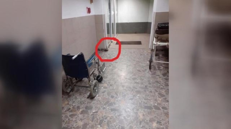 Rat Seen In Hungarian Hospital Corridor