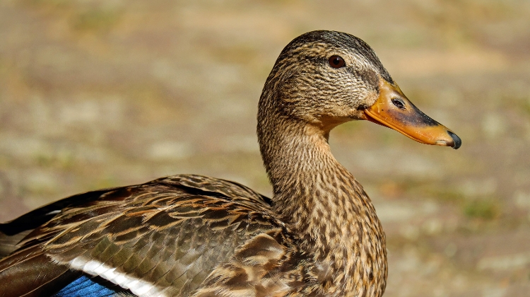 More Bird Flu Infections Detected in E Hungary