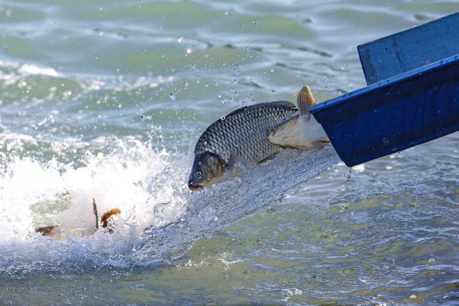 Balaton Fall Fish Restocking Being Carried Out