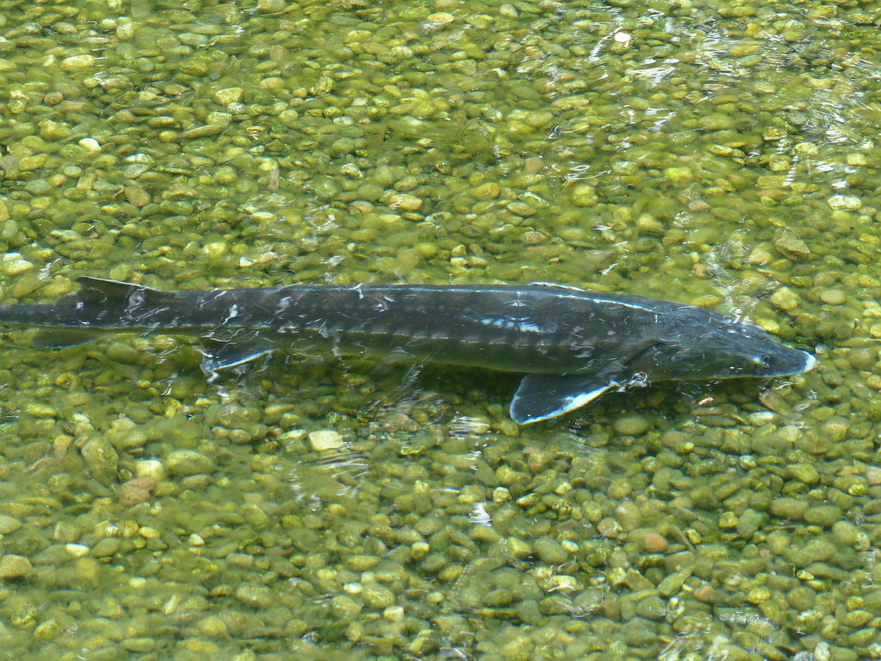 Giving Back To Nature: Restocking The Danube With Sturgeon